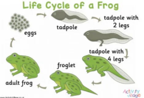 Life Cycle of a Frog
