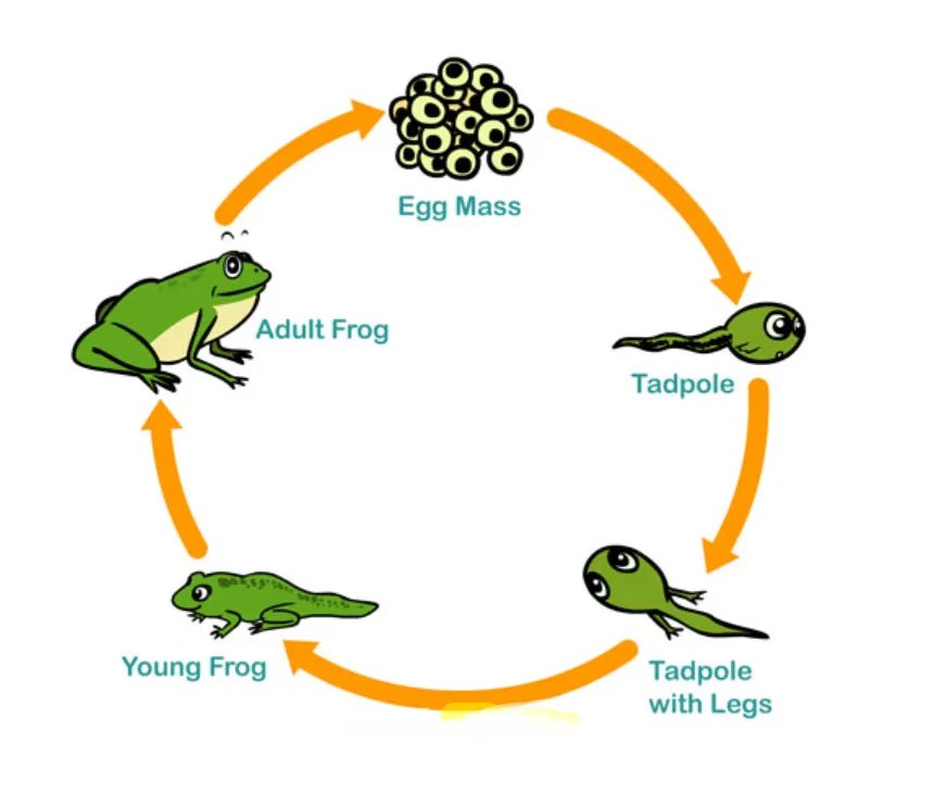 Life Cycle of a Frog