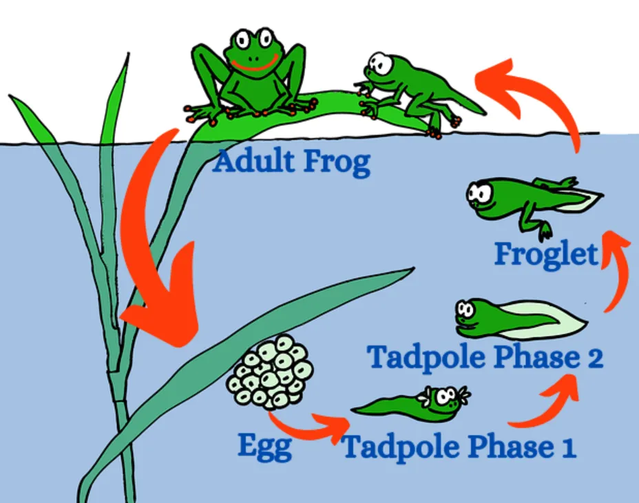 Life Cycle of a Frog