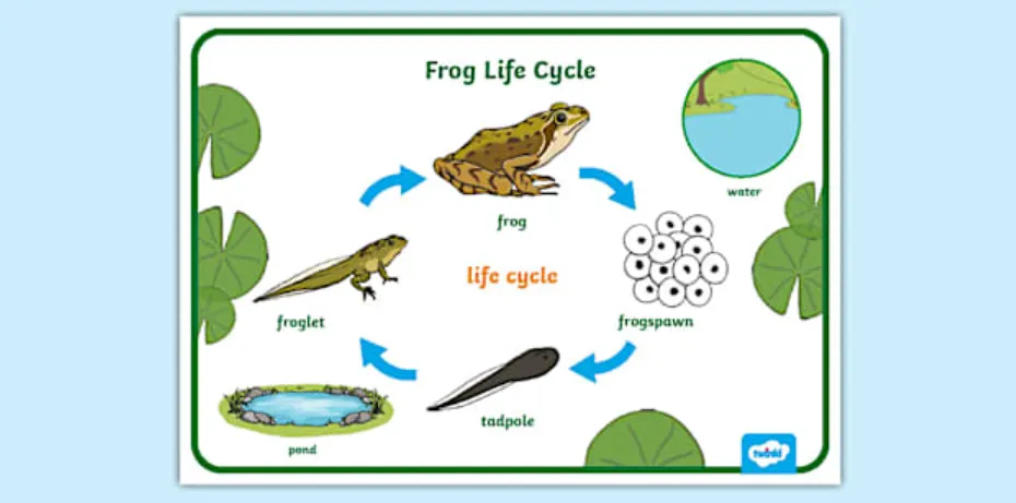 Life Cycle of a Frog